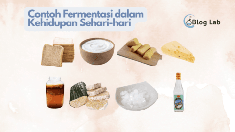 Contoh Fermentasi Dalam Kehidupan Sehari Hari