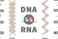 Perbedaan DNA dan RNA