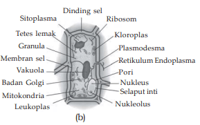perbedaan struktur sel tumbuhan dan hewan