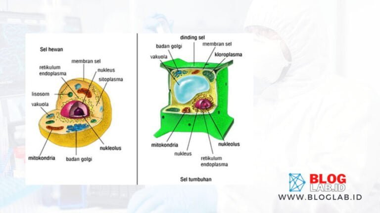 Perbedaan Struktur Sel Tumbuhan dan Hewan