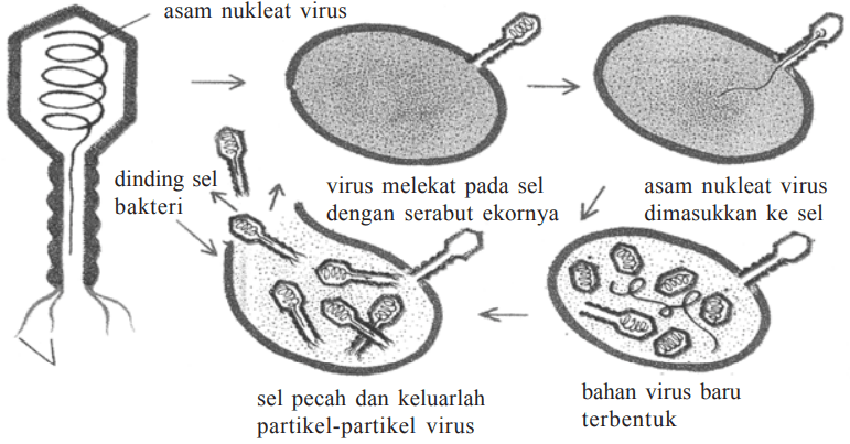 Virus Pada Manusia