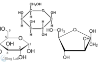 Struktur Glukosa, Galaktosa, Fruktosa Dan Fungsinya